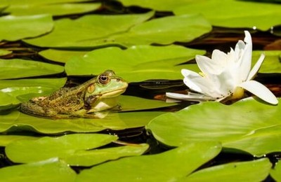 《水蜜桃的滋味》