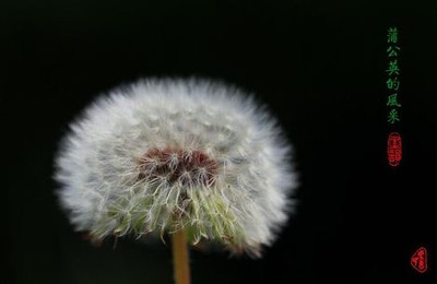 菠萝蜜进口路线一区二在线观看