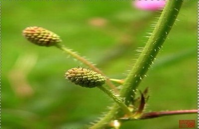 食人族活吃掉美女视频